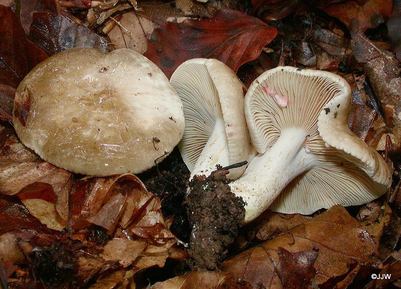 Lactarius acris